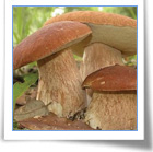 Prima Mostra Micologica del Logudoro