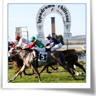 Ippica internazionale all'Ippodromo Don D. Meloni