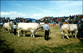 Fiera di Ozieri: esposizioni zootecniche Charolaise e Limousine