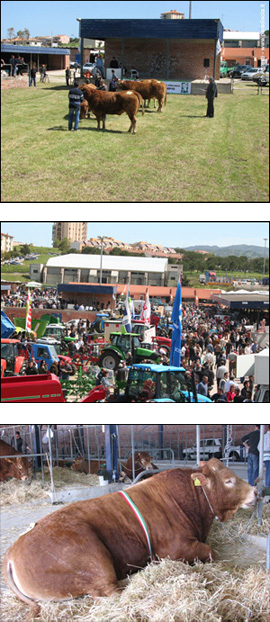 Fiera di Ozieri Fiera di Ozieri