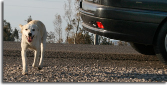 Lotta al randagismo: la giunta approva un programma di intervento Lotta al randagismo: la giunta approva un programma di intervento