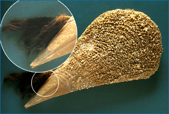  Filamenti di bisso escono dal mollusco