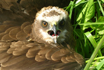 Fauna locale - Uccello